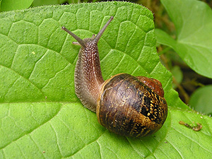 Escargots Bourguignonne